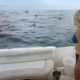 Great White Waters: Sharks, Cartels and Ocean Chaos – The Wild Campfest You Didn’t Know You Needed!