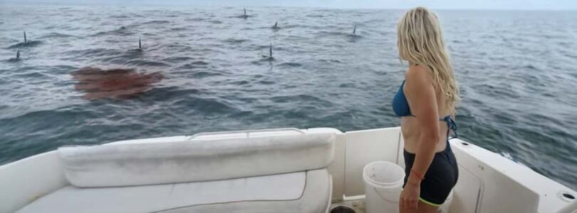 Great White Waters: Sharks, Cartels and Ocean Chaos – The Wild Campfest You Didn’t Know You Needed!